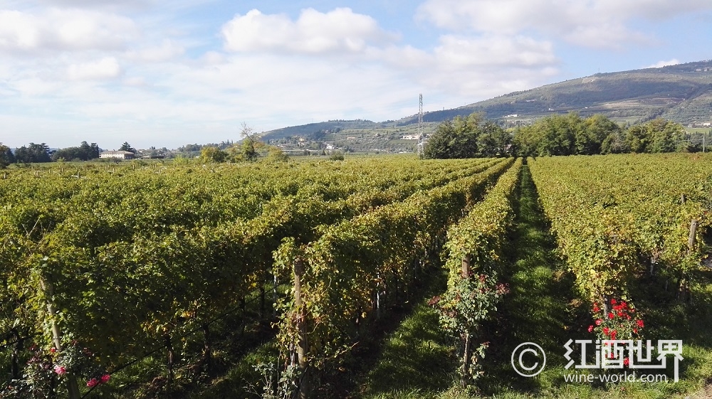 vdp灰皮诺,马斯乔灰皮诺