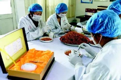 人工种植冬虫夏草功效图片,人工种的冬虫夏草有什么功效