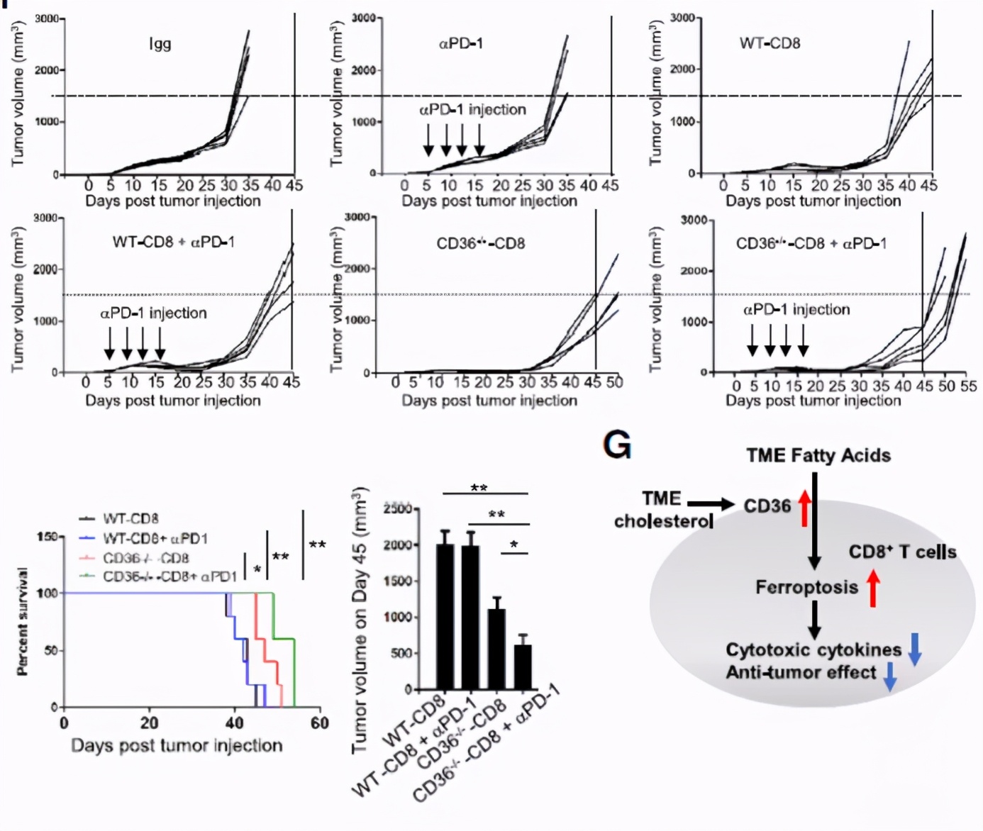 CD36介导铁死亡会抑制CD8+T细胞功能削弱其抗肿瘤