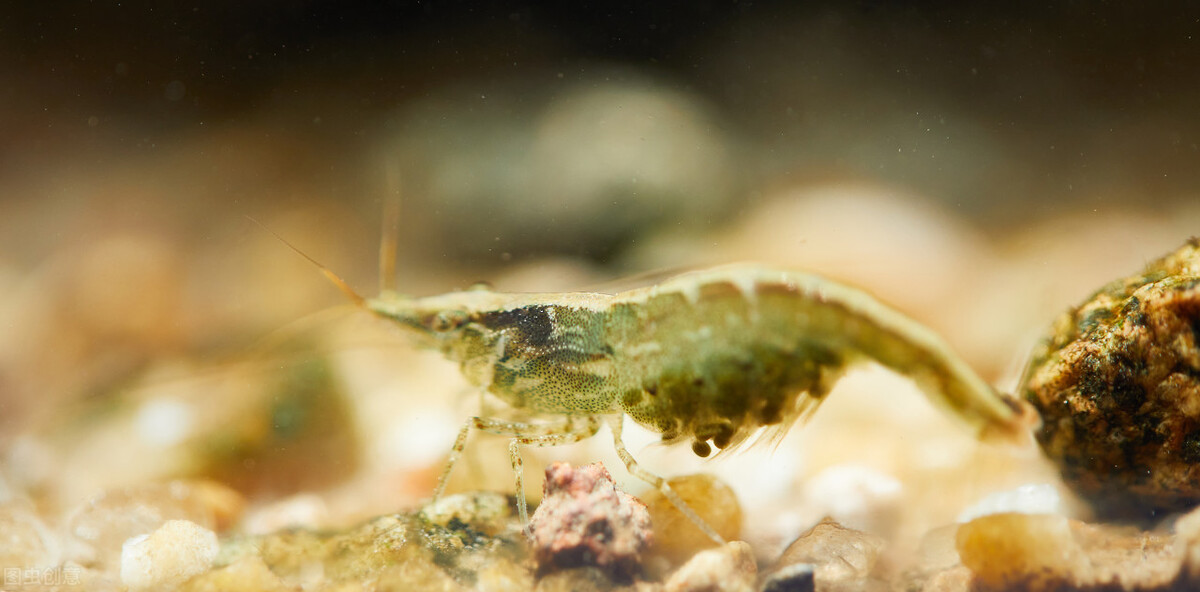 养鱼不想太麻烦这5种鱼最适合你,养鱼养不好想放弃了