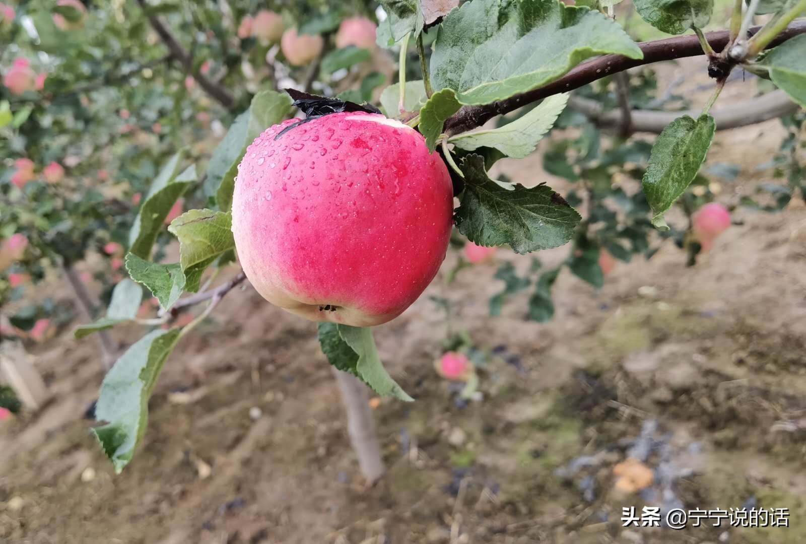 连续降雨苹果会怎么样,连续降雨对果树的影响