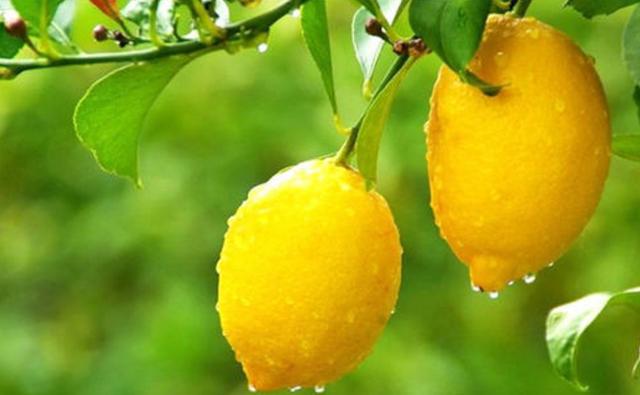 比料酒更能去腥,做鱼什么可以替代料酒去腥