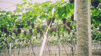 巨峰葡萄在中国的历史,巨峰葡萄谁引进