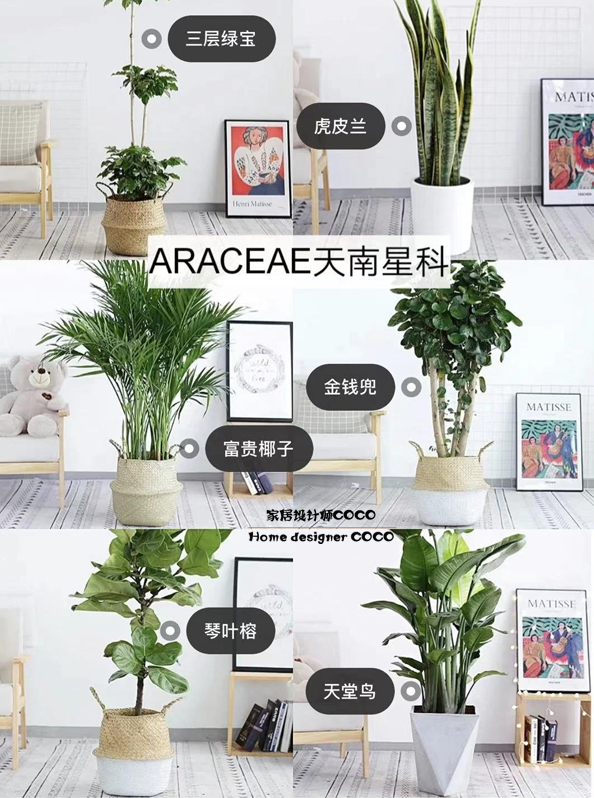 极简风格绿植店铺推荐 (室内店铺适合养的植物有香味)