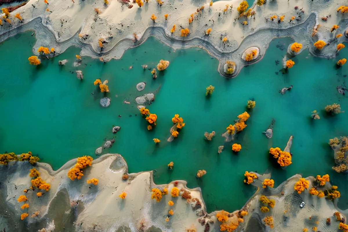 艺术家朗诵不朽的胡杨,千年不朽的胡杨