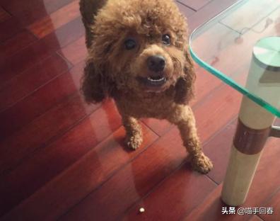 即将成精的小泰迪,小泰迪为什么成精