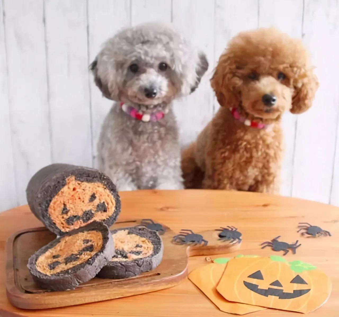 养公泰迪犬和母泰迪犬的区别，你会怎么选？