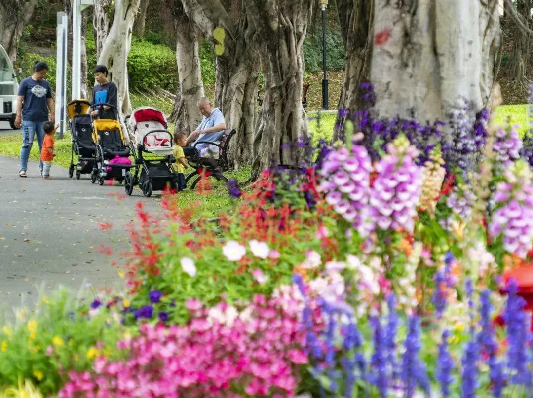 深圳花展2019年12月时间表,深圳第一场春天花展