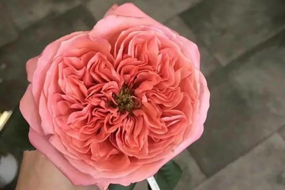 花店必备的5款玫瑰,花店最常用什么品种的玫瑰花