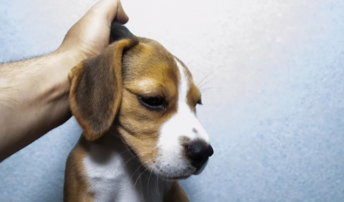 老祖宗选狗方法,挑选好狗最简单的办法