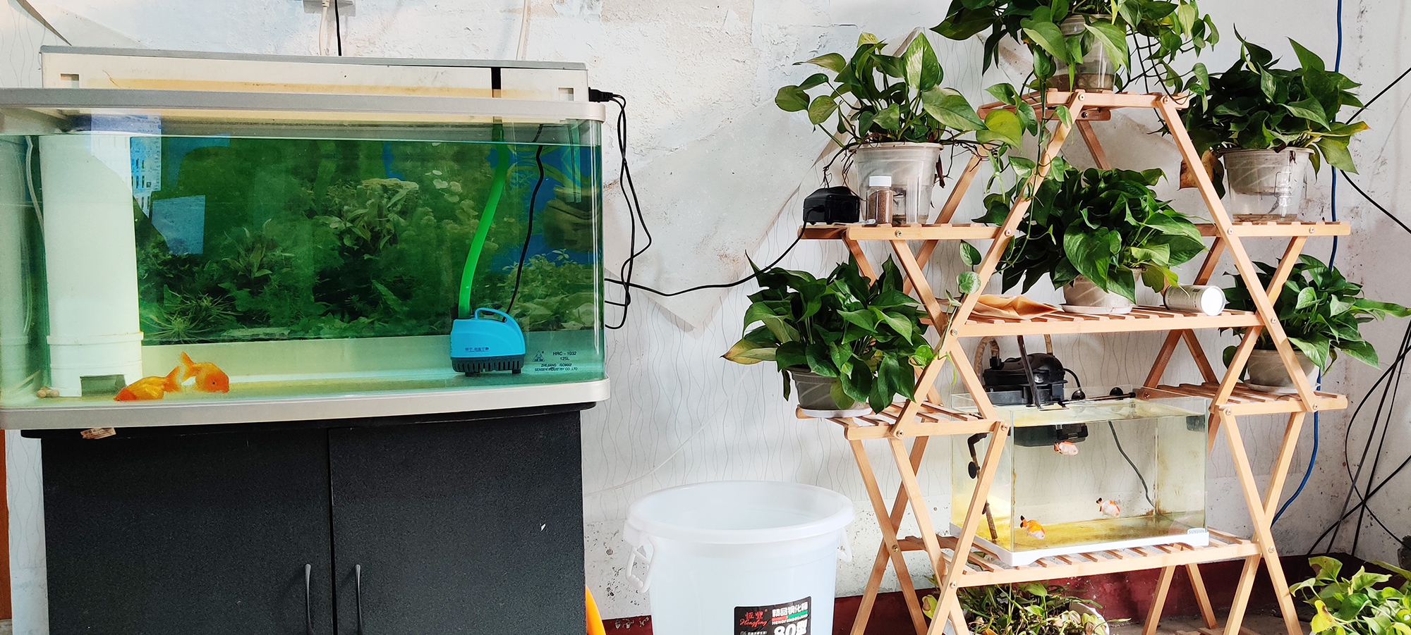 鱼缸养鱼水质不好怎么净化水质,新手养鱼得病了怎么办