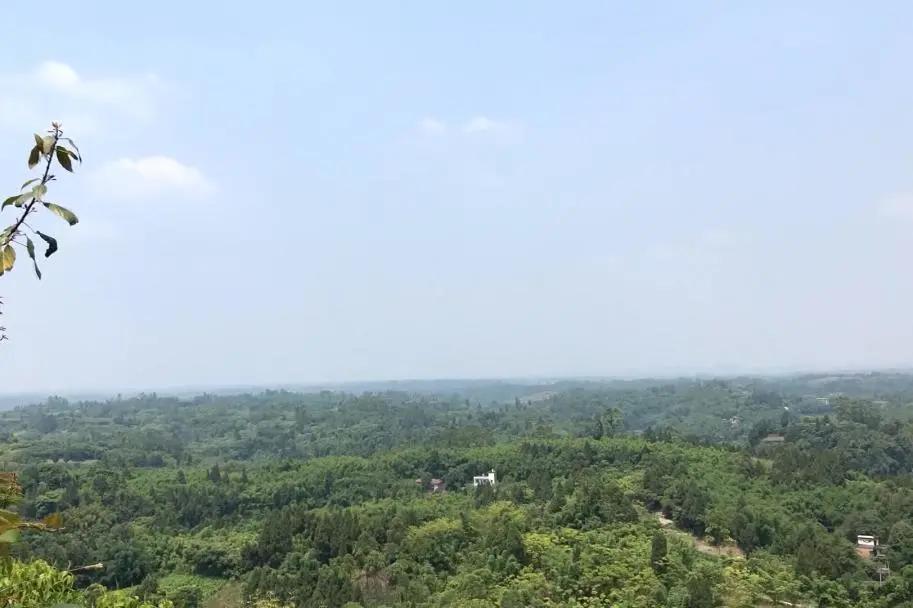 井研这五年丨门坎镇：“竹韵门坎”蝶变跃升