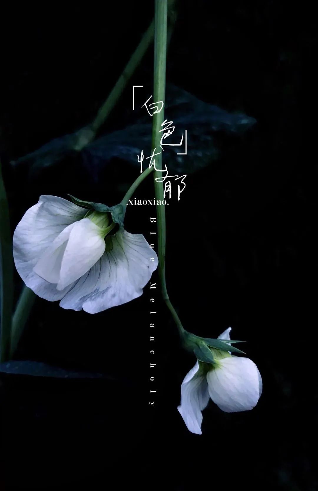 点赞他们的高光时刻,大家用手机拍出过什么好看的照片