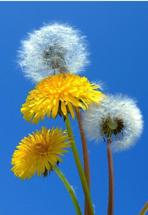 仁爱版七年级英语（下册）Unit5Topic3预习资料与知识梳理