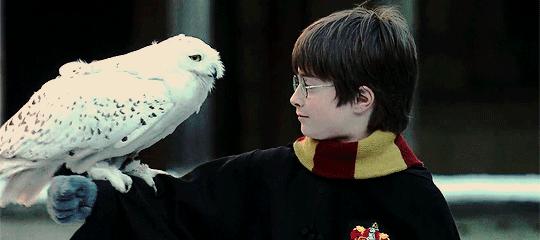 猫头鹰｜散发神秘与诡异，伟大的猎手，结果因为太萌了成了宠物