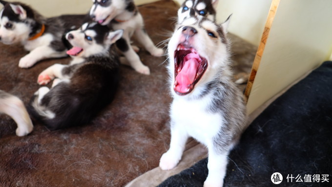 一次创世纪的生活体验—记哈士奇当妈妈