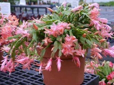 蟹爪兰怎么养,蟹爪兰怎么养小视频