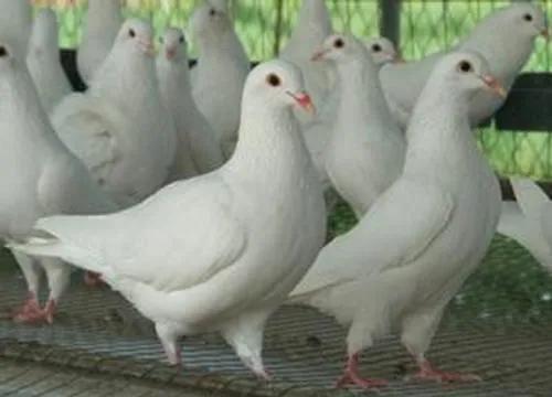 预防鸽子毛滴虫最好的方法,鸽子如何预防毛滴虫