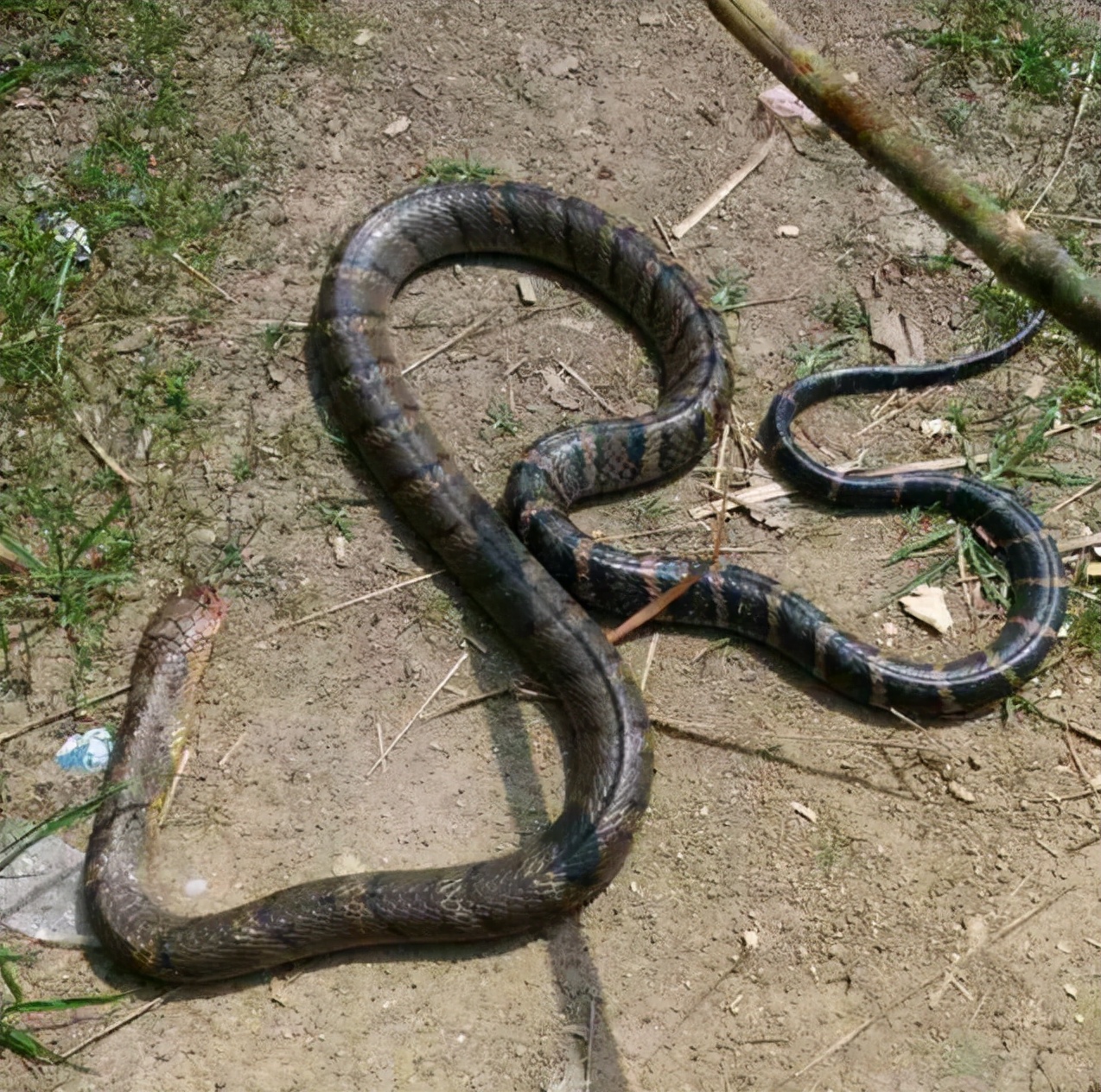 3米长眼镜王蛇爬进农户家中,2.4米眼镜王蛇闯入村民家纳凉