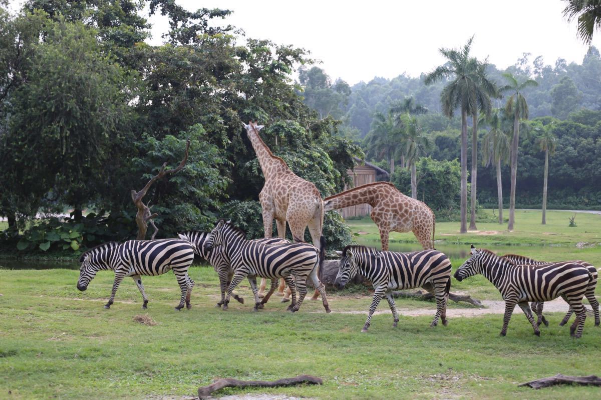 2021年西霞口野生动物园门票五一,2021南京金牛湖野生动物园门票