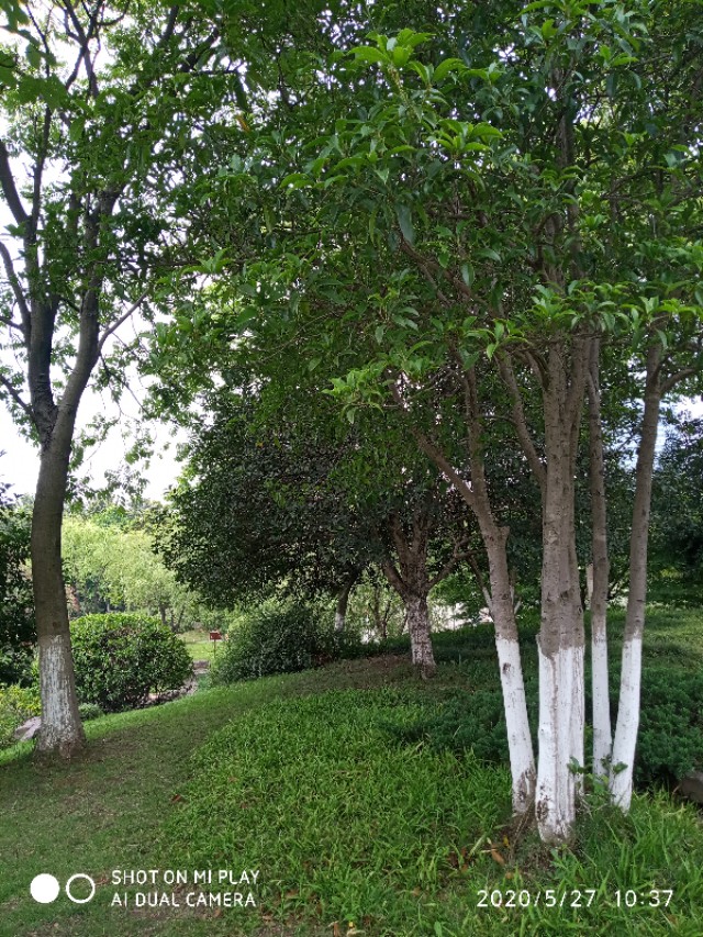 芒种种出新希望,芒种和幸福播种