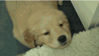 铲屎官都注意了狗狗为什么吐黄水,狗狗呕吐的5个常见原因