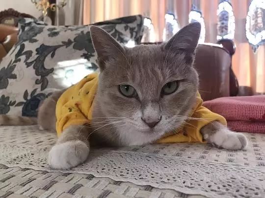 爸妈养宠物之后，就没你什么事了