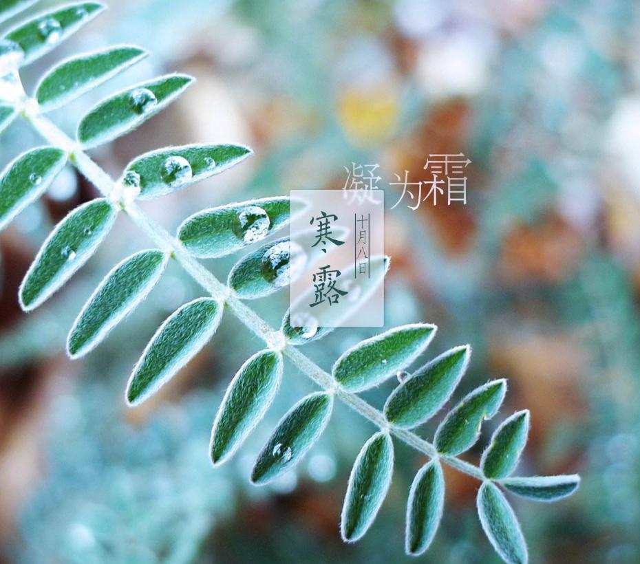 古人咏寒露的诗词,寒露古诗词鉴赏