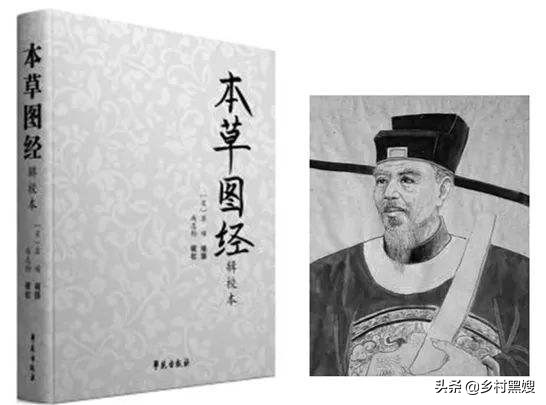 白菜的来历起源,最早的白菜长什么样