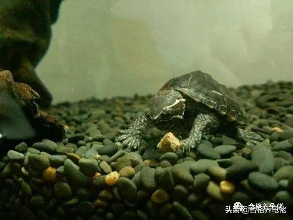 龟溺水死亡表现,龟溺水后实行怎样的抢救措施