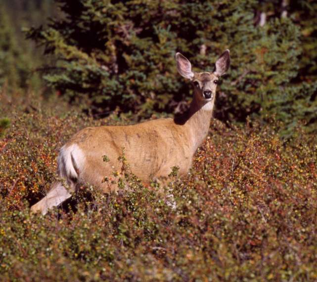 东北狍子为什么叫狍子,东北神兽狍子真的傻吗