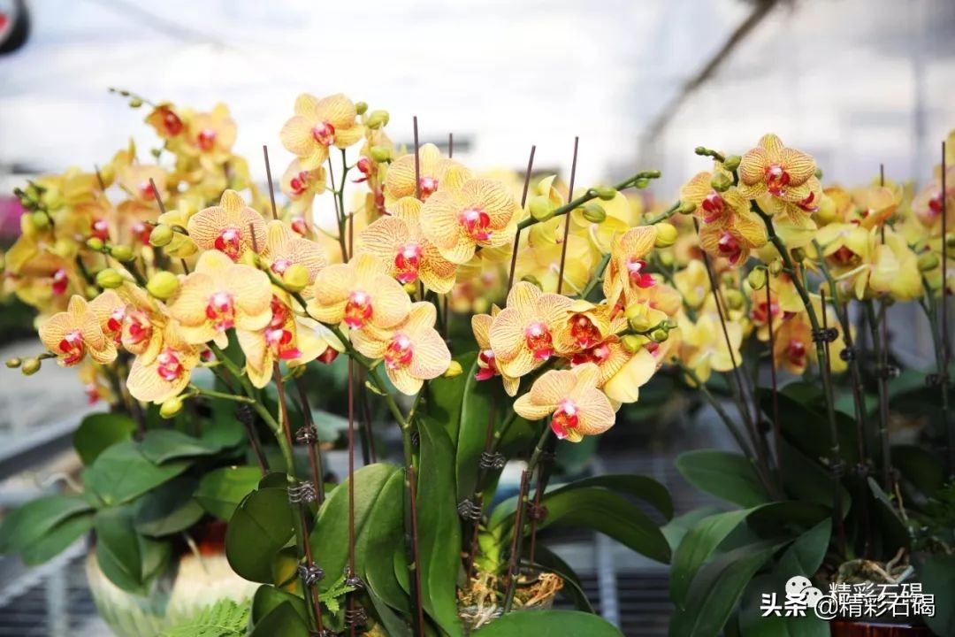 东莞石碣镇雅兰花卉新闻视频,雅兰花卉石碣