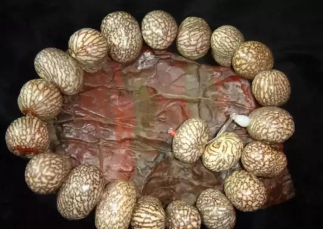 所有菩提手串大展示,菩提手串大全视频