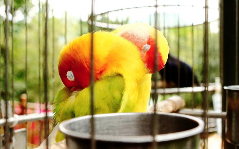 鹦鹉发抖羽毛蓬松嗜睡拉稀,鹦鹉发抖有点拉稀