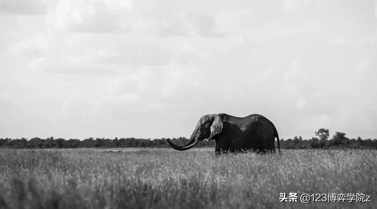 交易中常见的——涨停的盘口语言问题