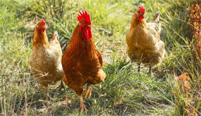 十年鸡头胜砒霜的意思,十年鸡冠越老越有毒吗