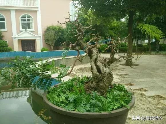 清香木黄叶掉叶可以施硫酸亚铁吗,清香木盆栽叶子枯萎了怎么解决