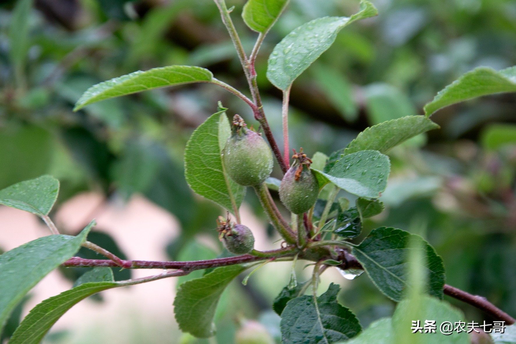 冰雹过后苹果受害严重，果农如何抗灾自救，把损失降到最低