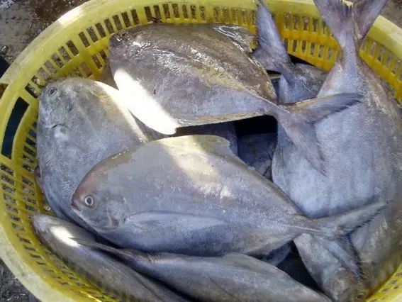 醴陵市海鲜收藏排行榜,海鲜礼盒收藏价格表图