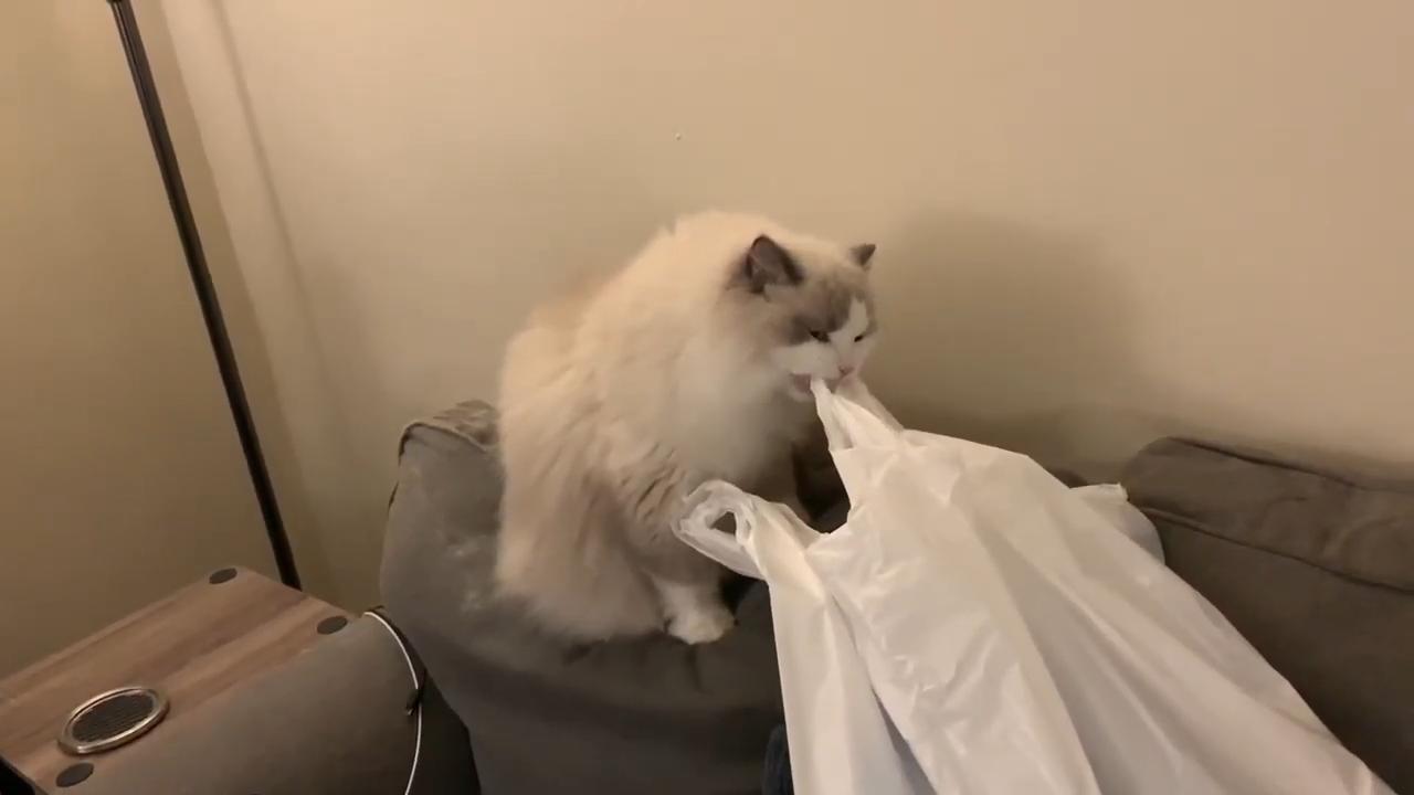 猫咪喜欢在塑料上尿尿怎么办,猫咪吃了一小块塑料怎么办