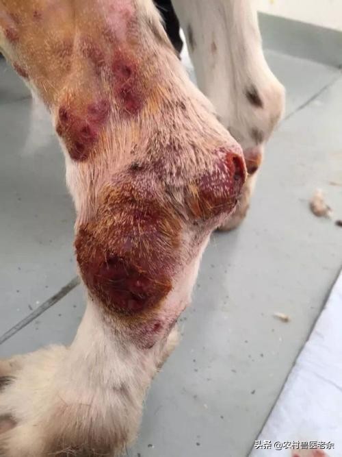 猫狗常见的疾病和原因,宠物皮肤病诊断