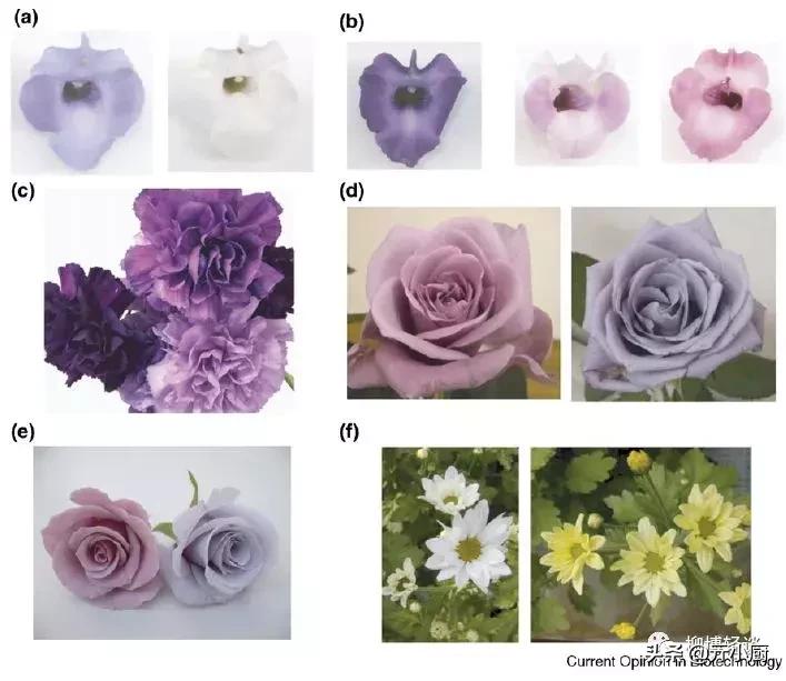 紫红色的新鲜玉米是转基因玉米吗,黑色微甜的玉米是转基因的吗