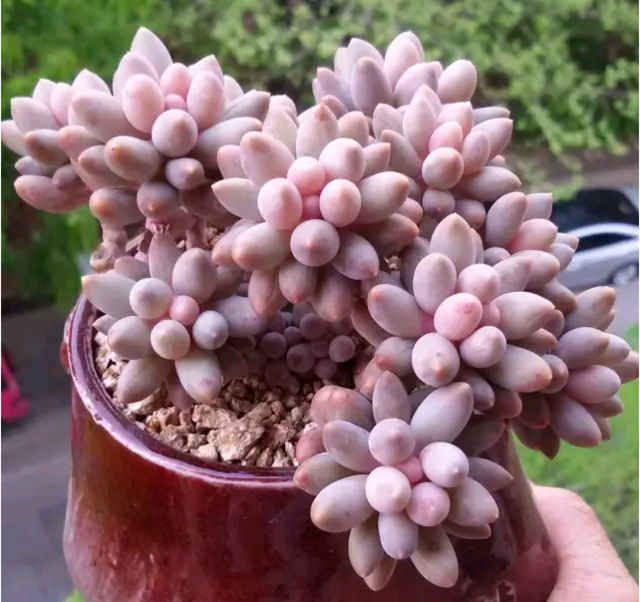 多肉一直不长怎么办,多肉一直不长新叶片