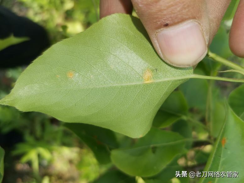 梨树叶片上有黄色的斑块，请问老师是什么病害？