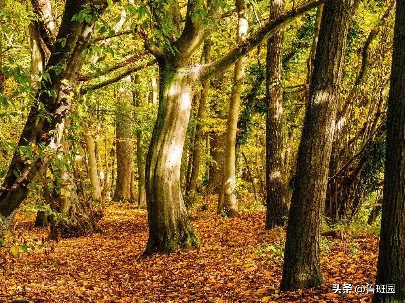 日本杉板制作全过程,烧杉板可以用哪些木材制作