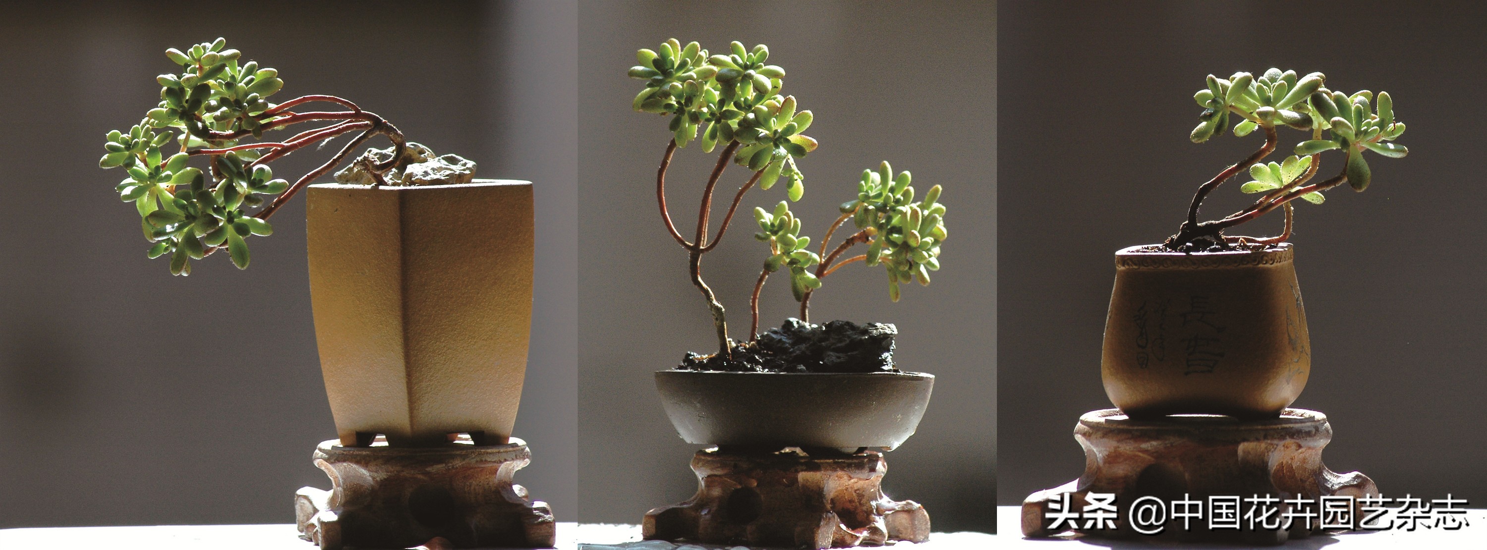 小人祭养殖,小人祭用途