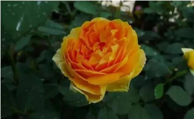 一万年一次的2020520；一起认识100种玫瑰~别送错啊