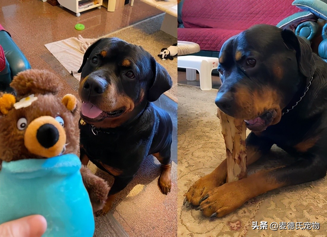 “求助！车窗玻璃被狗磕碎了...保险赔吗？”