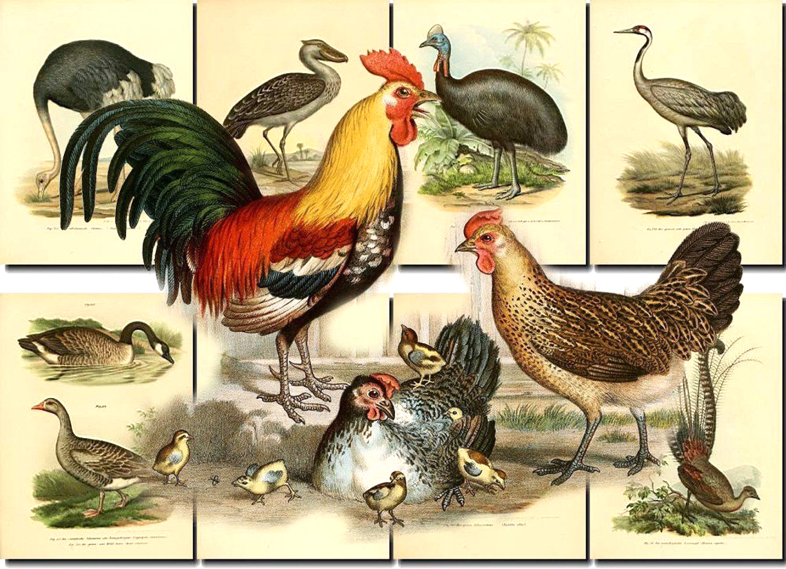 各种鸡的品种烹调方法,鸡的品种和吃法