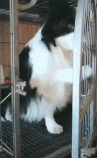 如何判断边境牧羊犬是笨是聪明,边境牧羊犬为什么不会攻击人